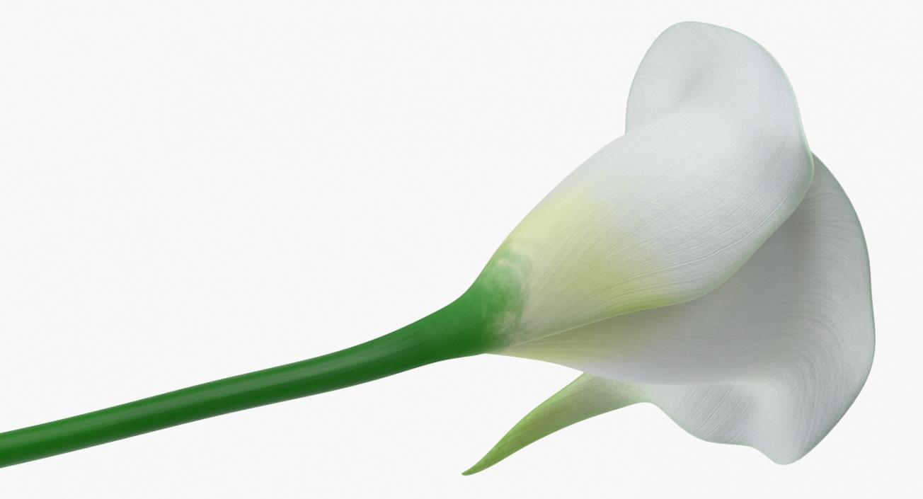 Calla Flower 3D