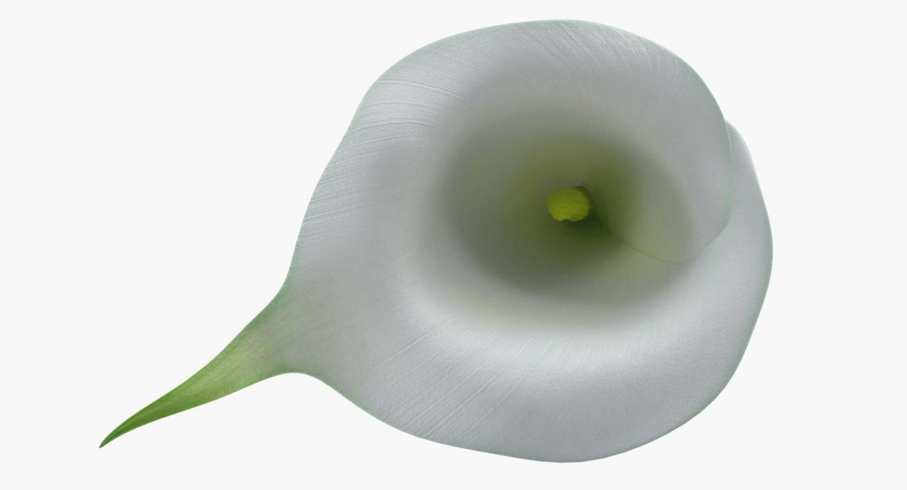 Calla Flower 3D