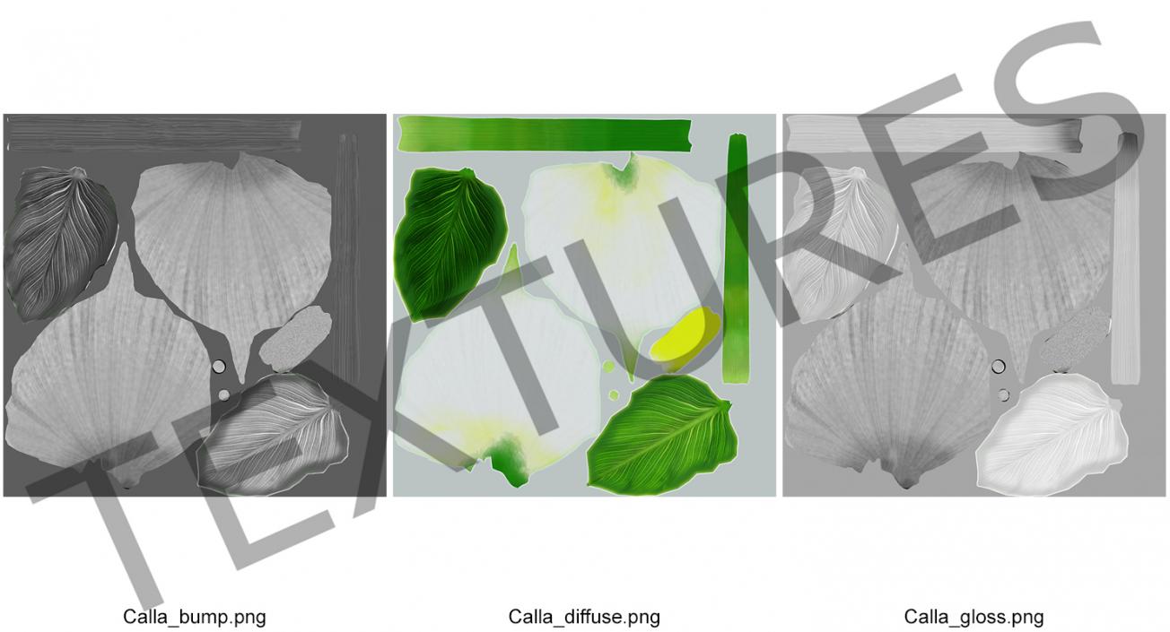 Calla Flower 3D