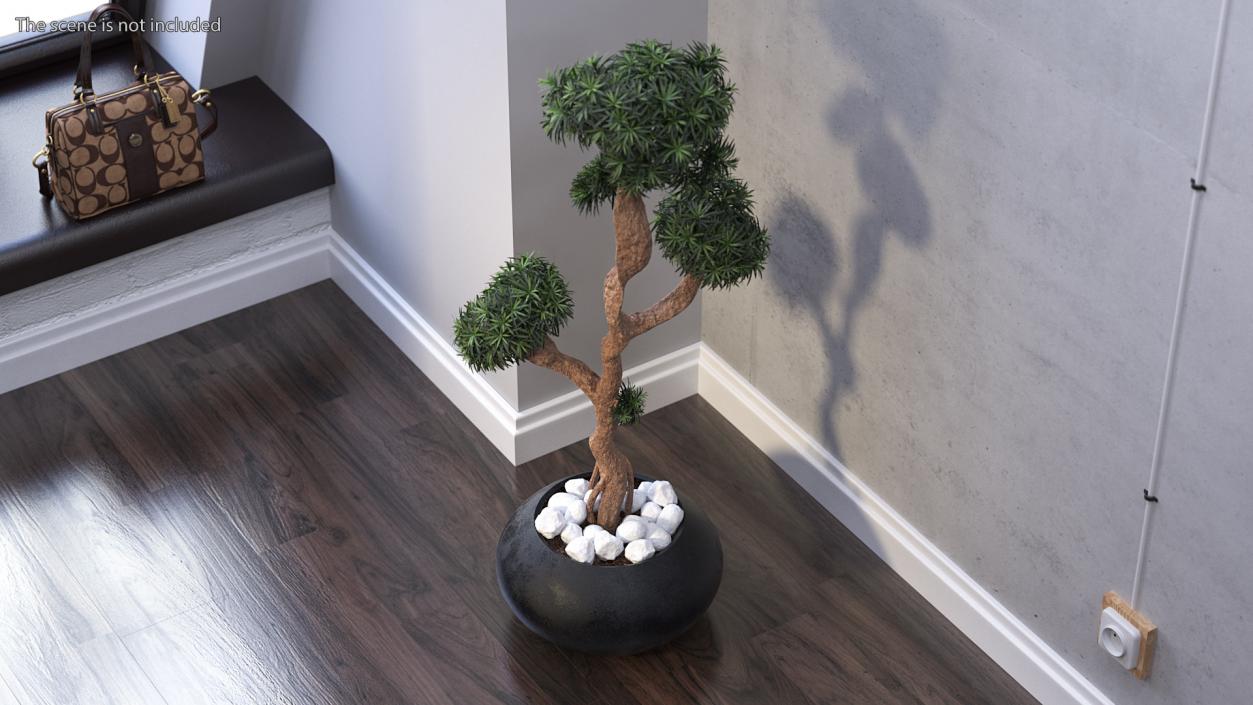 3D Podocarpus Small Tree in Pot model