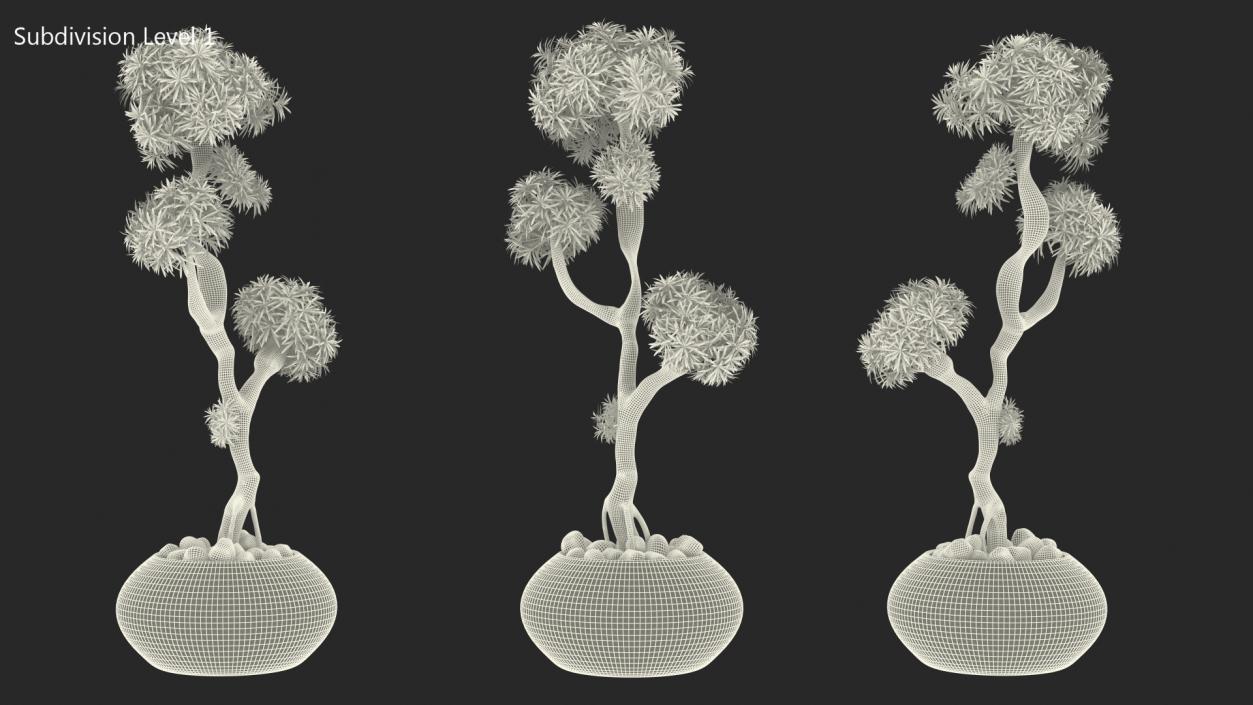 3D Podocarpus Small Tree in Pot model