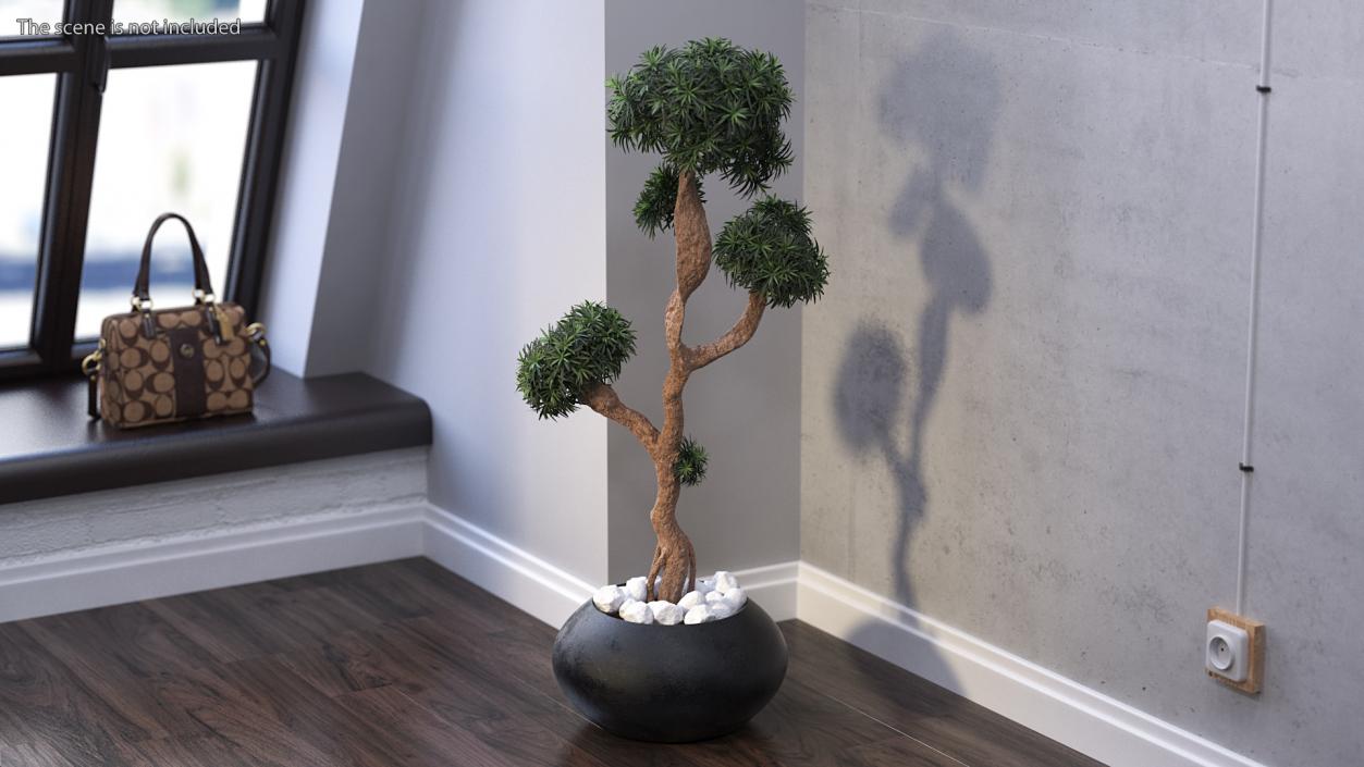 3D Podocarpus Small Tree in Pot model