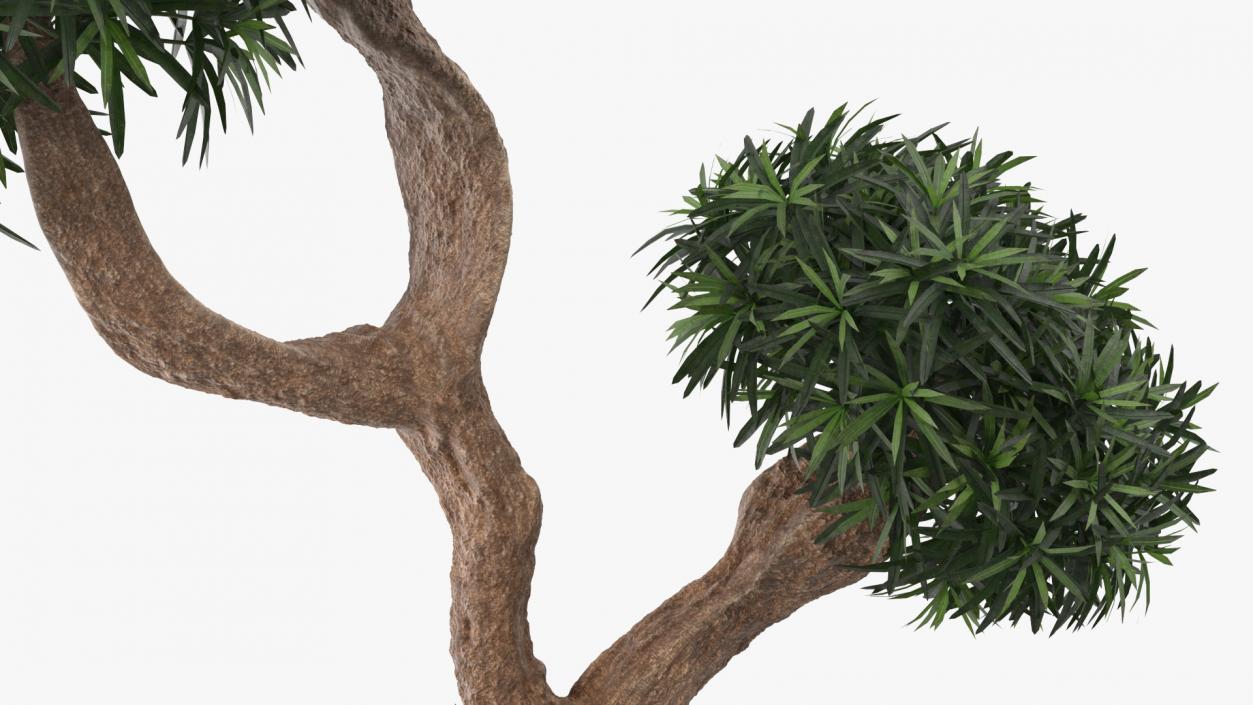 3D Podocarpus Small Tree in Pot model