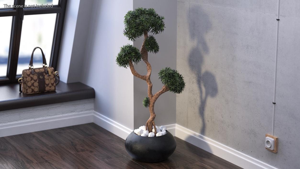 3D Podocarpus Small Tree in Pot model