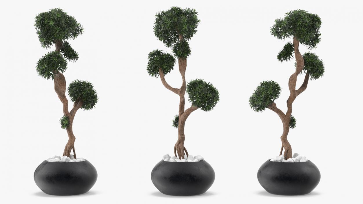 3D Podocarpus Small Tree in Pot model