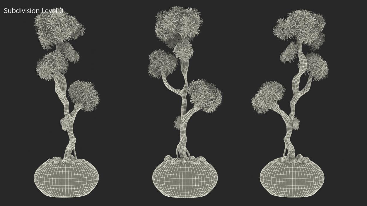 3D Podocarpus Small Tree in Pot model