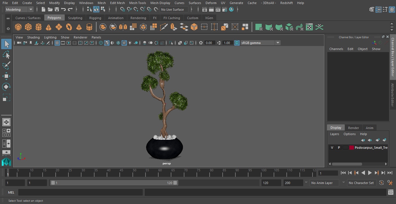 3D Podocarpus Small Tree in Pot model