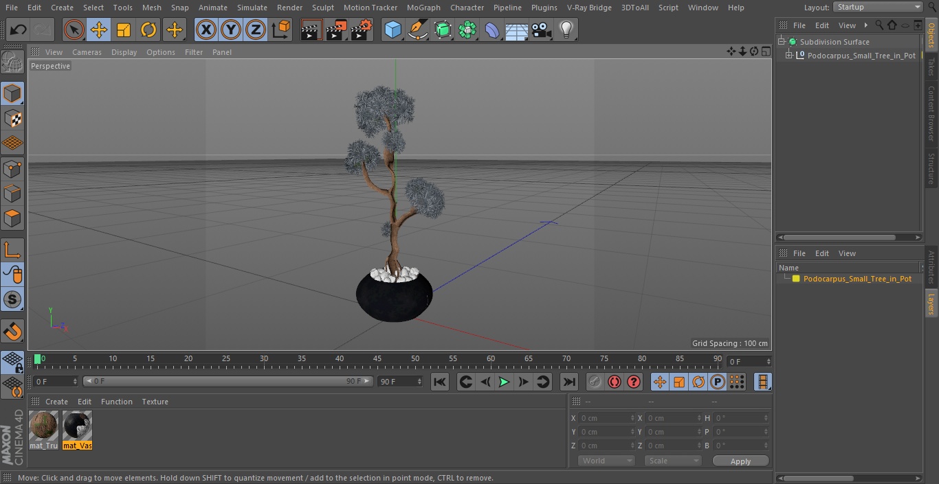 3D Podocarpus Small Tree in Pot model