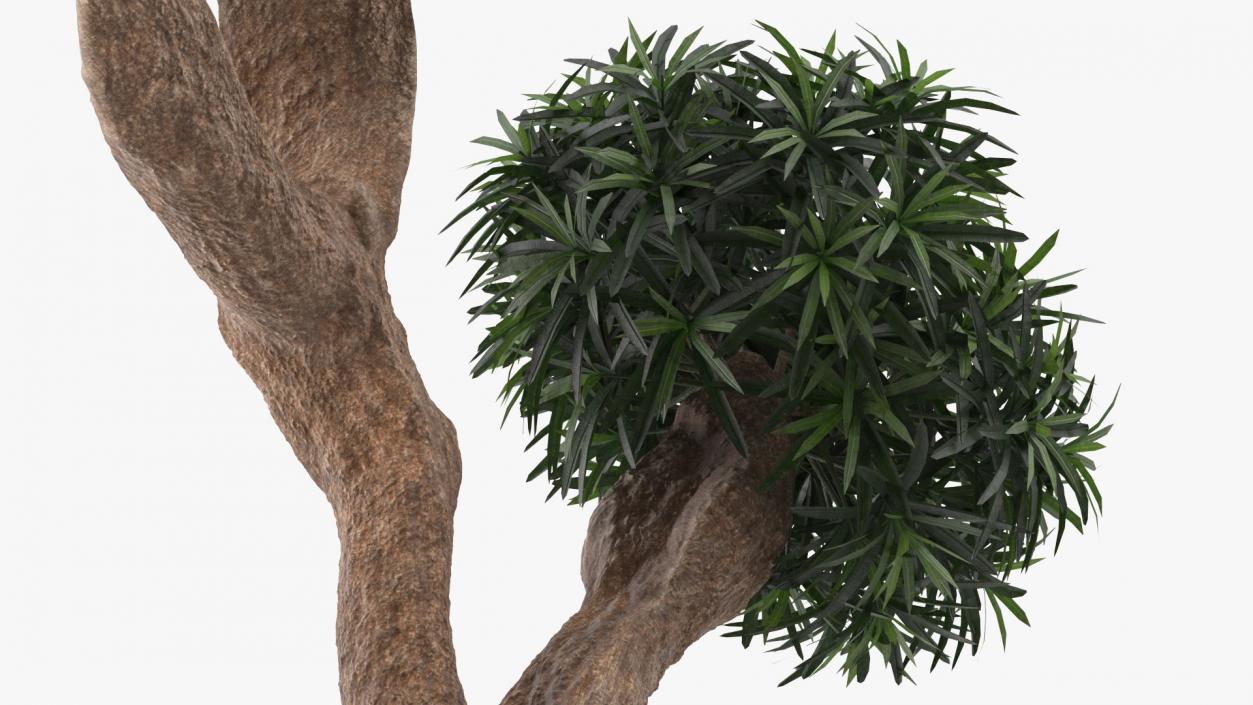 3D Podocarpus Small Tree in Pot model