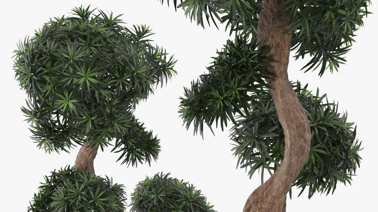 3D Podocarpus Small Tree in Pot model