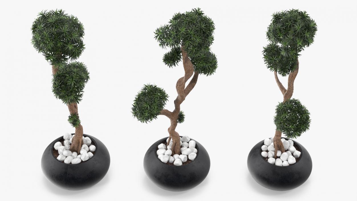 3D Podocarpus Small Tree in Pot model