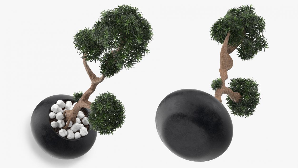 3D Podocarpus Small Tree in Pot model