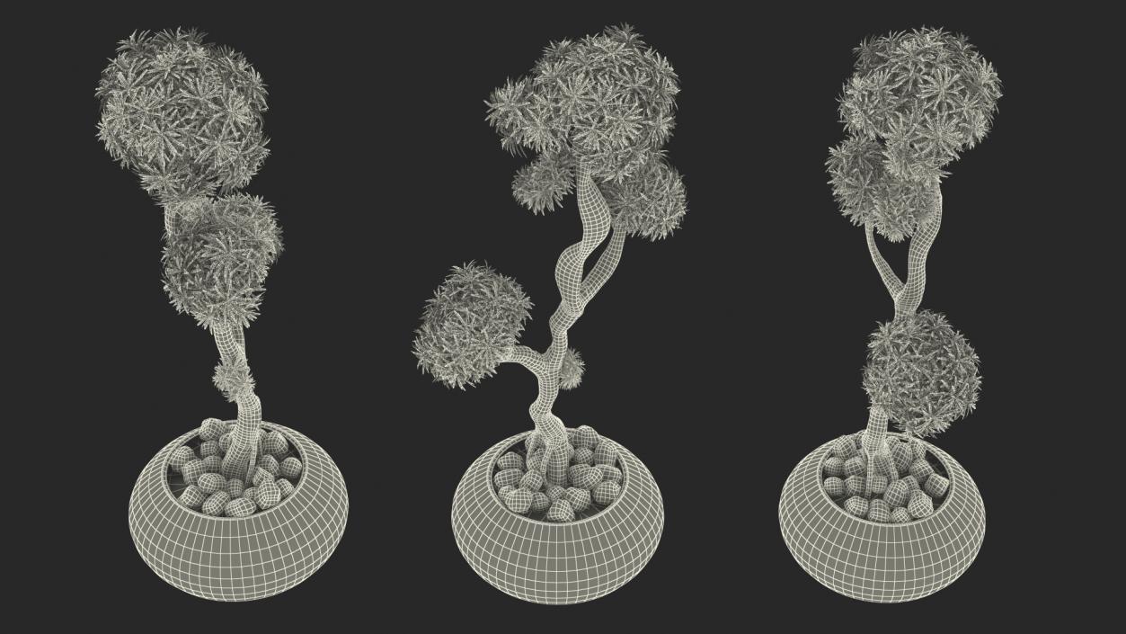 3D Podocarpus Small Tree in Pot model