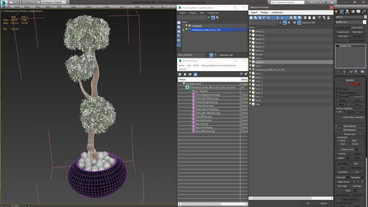 3D Podocarpus Small Tree in Pot model