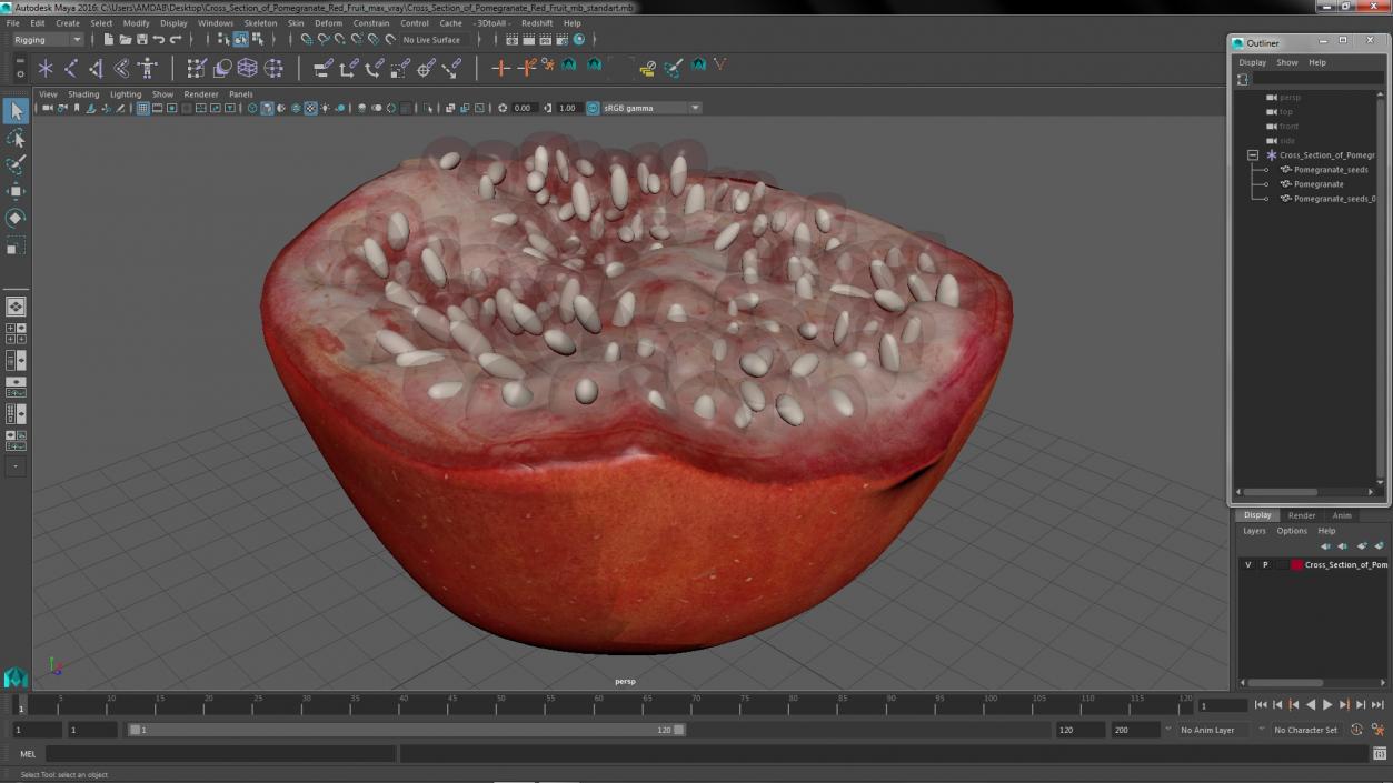 3D Cross Section of Pomegranate Red Fruit model