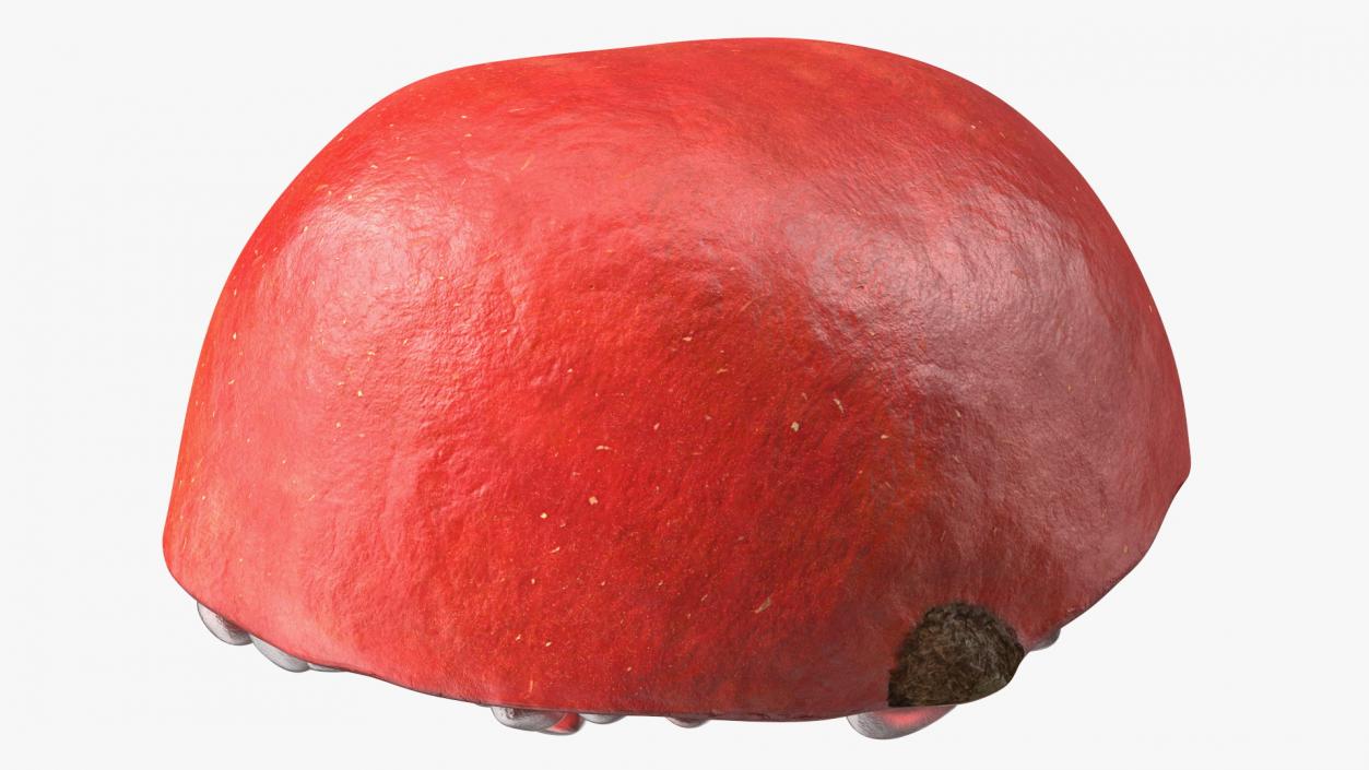 3D Cross Section of Pomegranate Red Fruit model