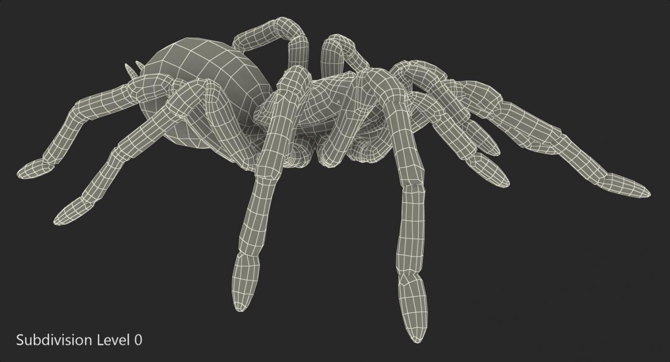 3D Bird Eating Spider Walking Pose