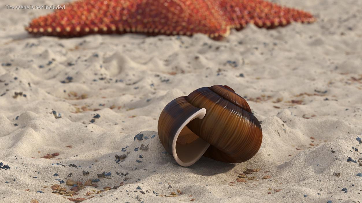 3D Realistic Snail Shell