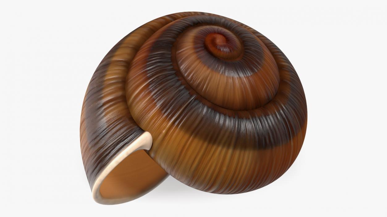 3D Realistic Snail Shell