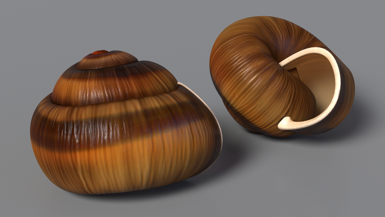 3D Realistic Snail Shell