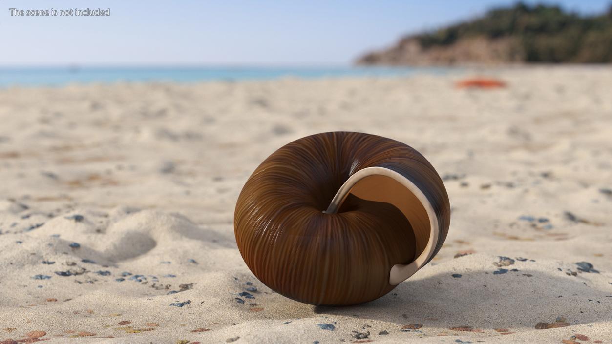 3D Realistic Snail Shell