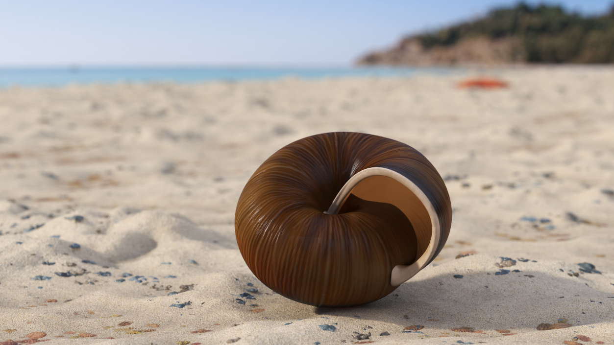 3D Realistic Snail Shell