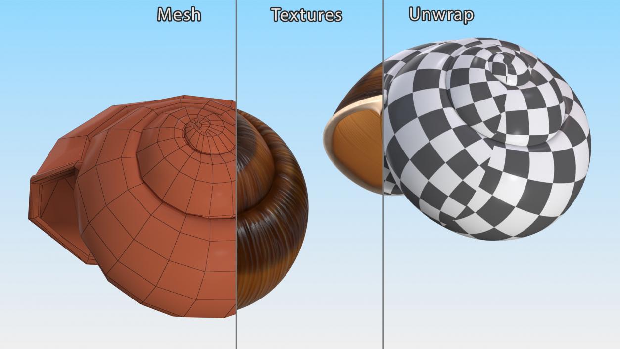 3D Realistic Snail Shell