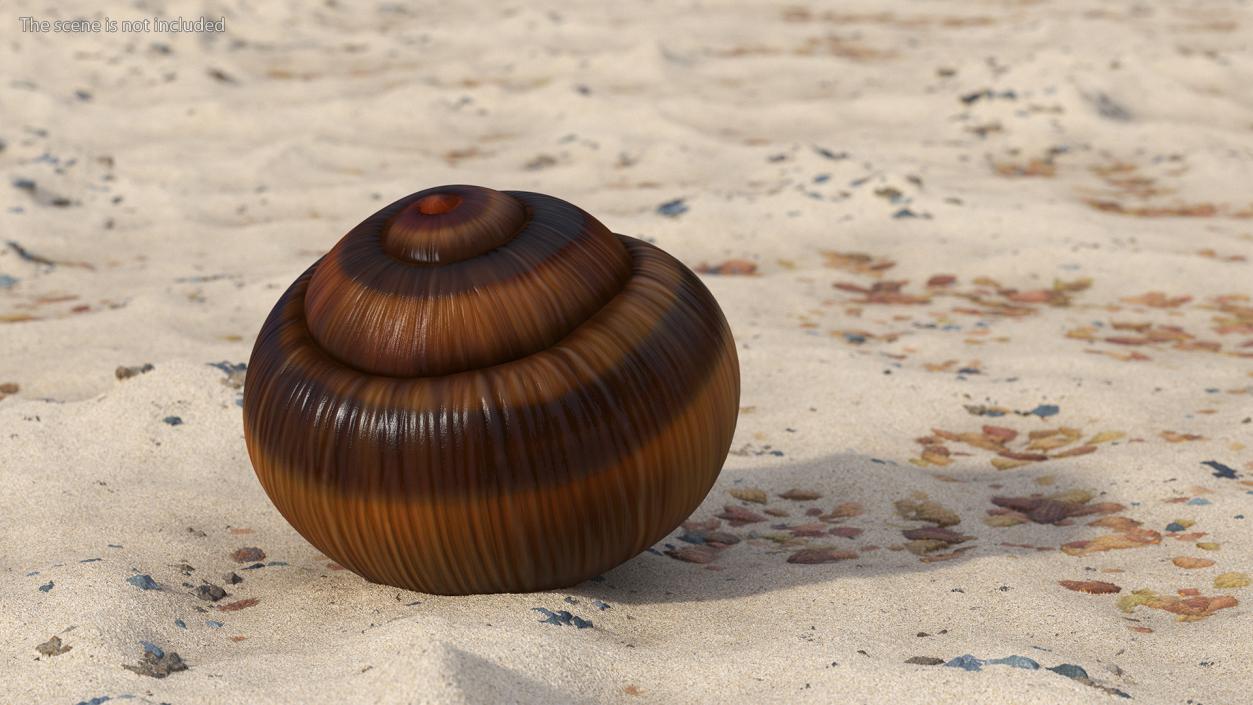 3D Realistic Snail Shell