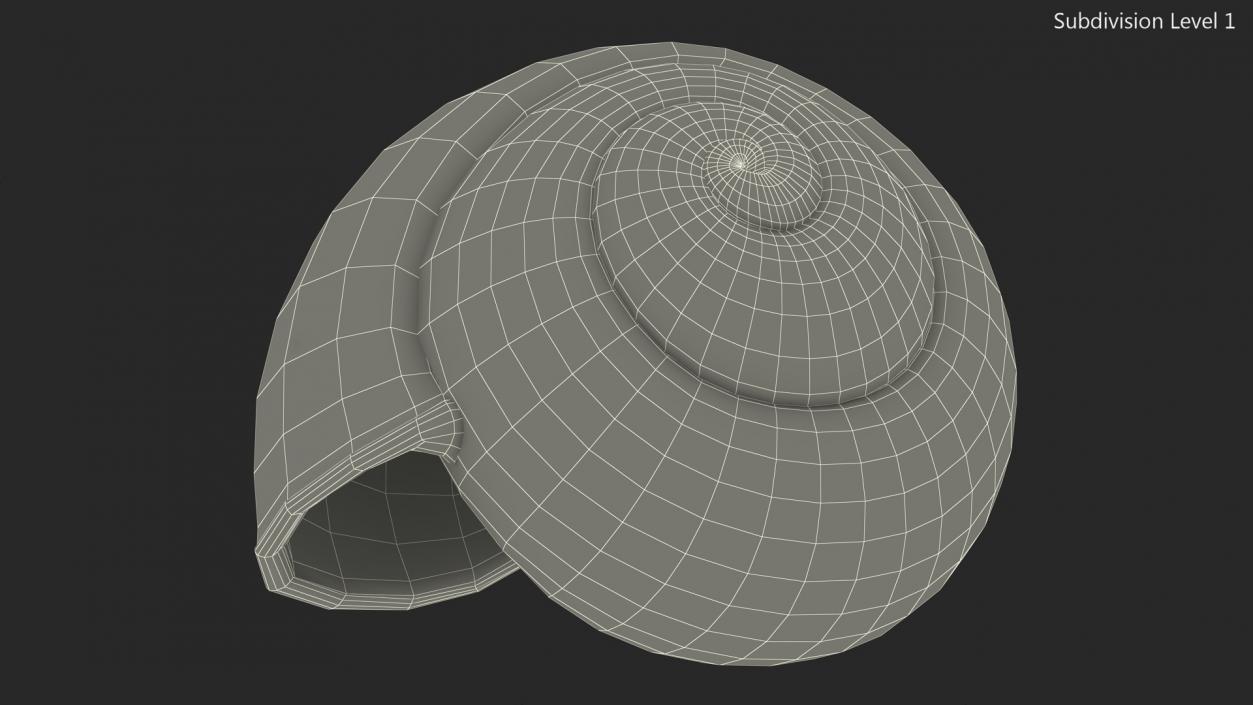 3D Realistic Snail Shell