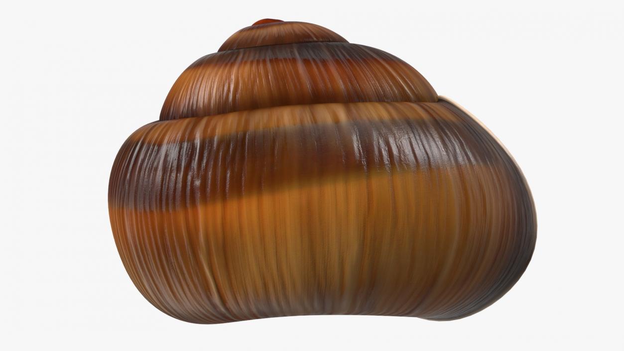 3D Realistic Snail Shell