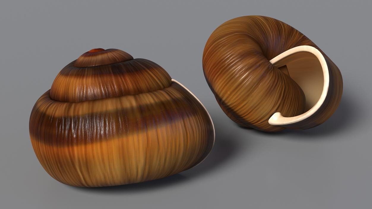 3D Realistic Snail Shell