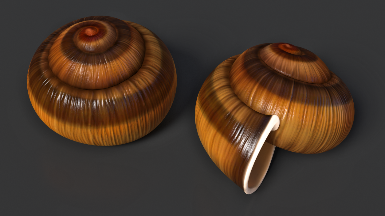 3D Realistic Snail Shell