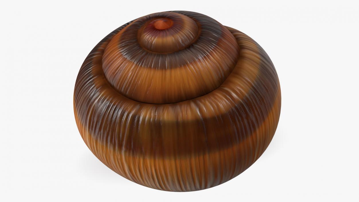 3D Realistic Snail Shell