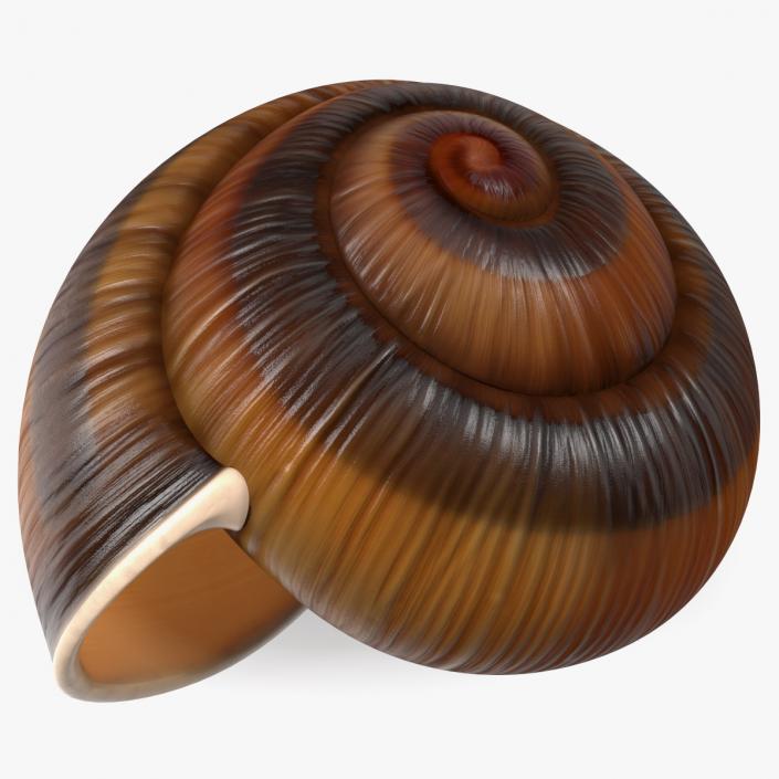 3D Realistic Snail Shell