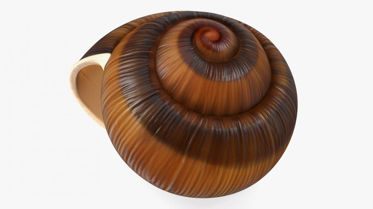 3D Realistic Snail Shell