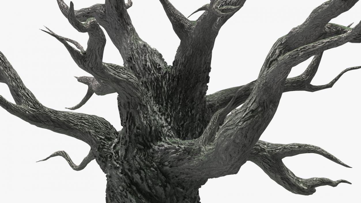 3D Spooky Old Twisted Tree model