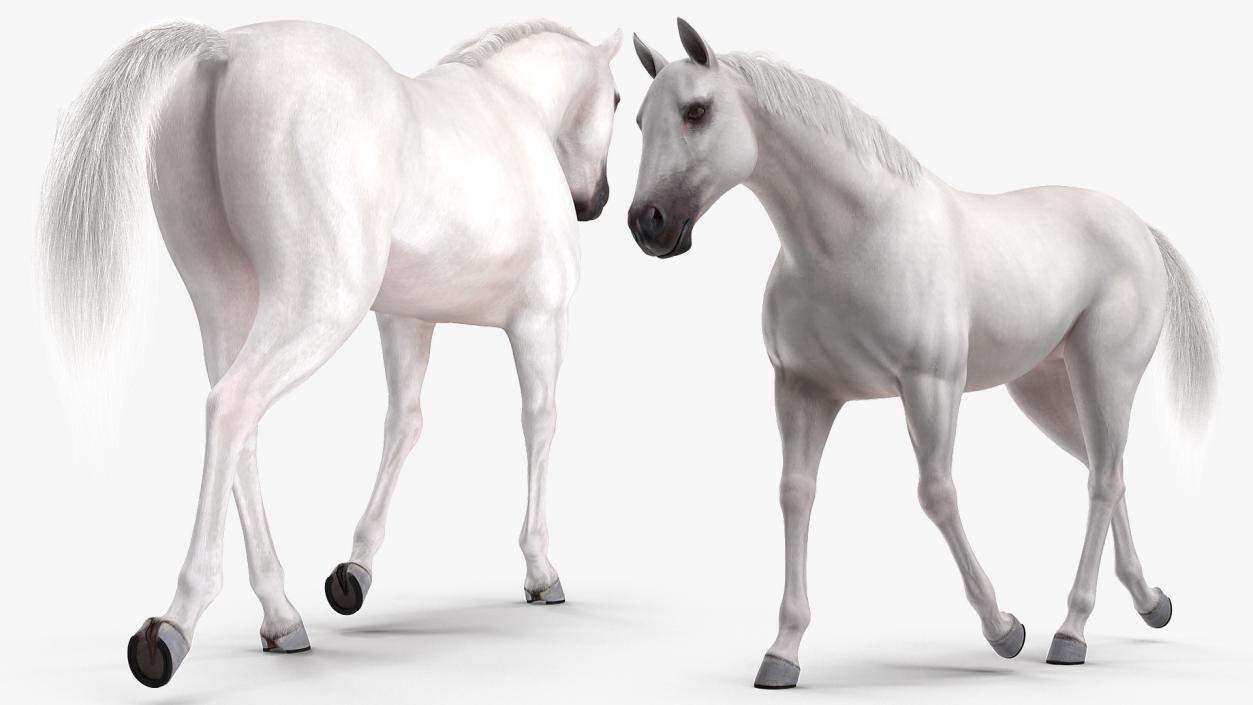 3D model White Horse Gait Fur