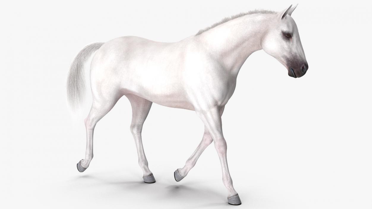 3D model White Horse Gait Fur