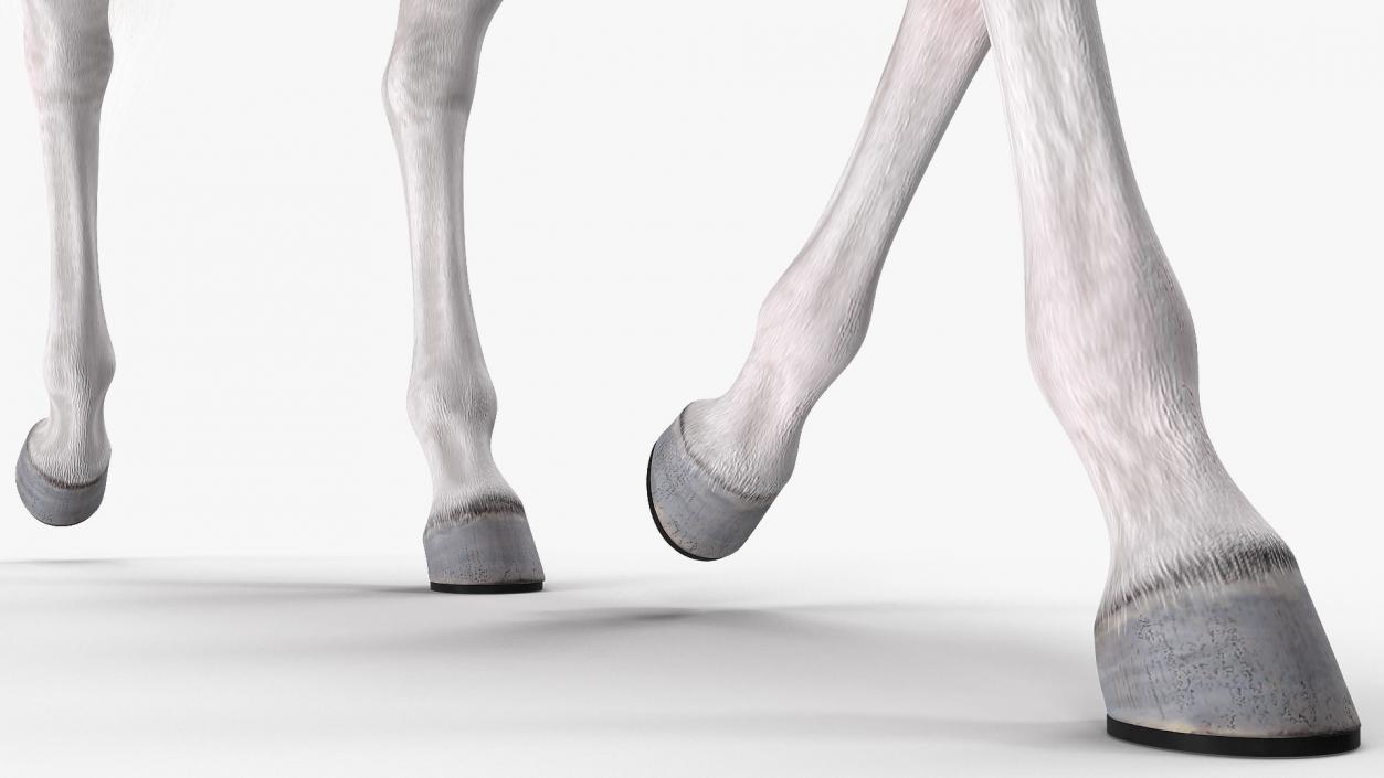 3D model White Horse Gait Fur