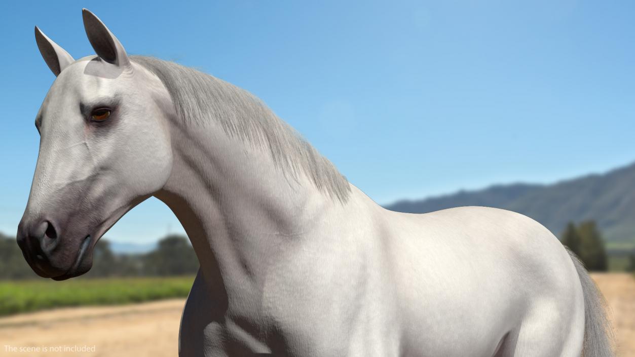 3D model White Horse Gait Fur