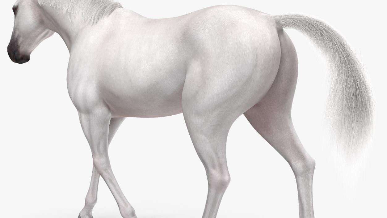 3D model White Horse Gait Fur