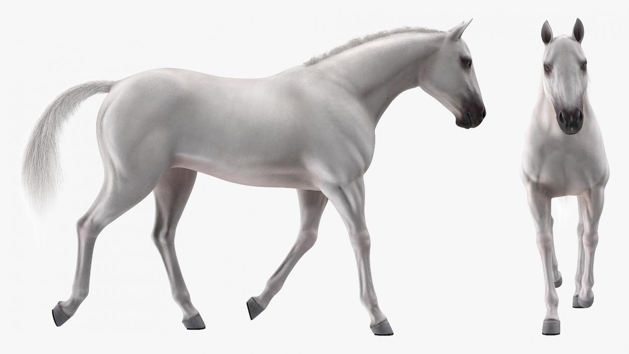 3D model White Horse Gait Fur