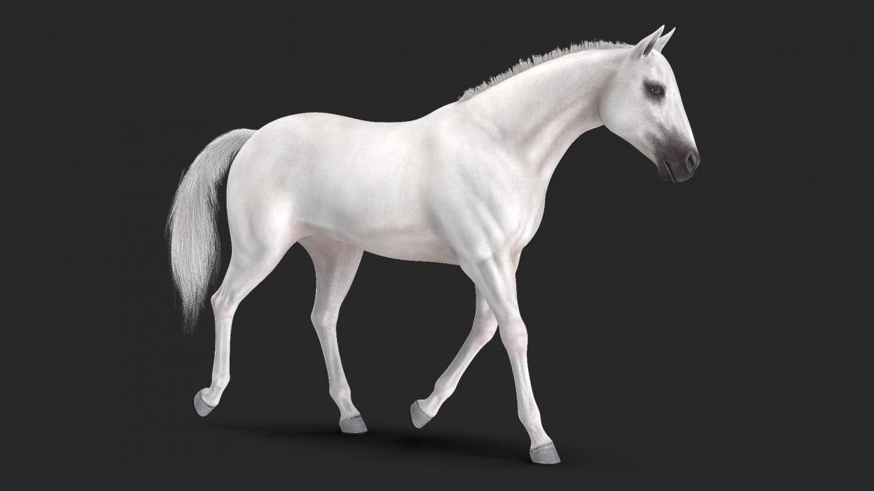 3D model White Horse Gait Fur