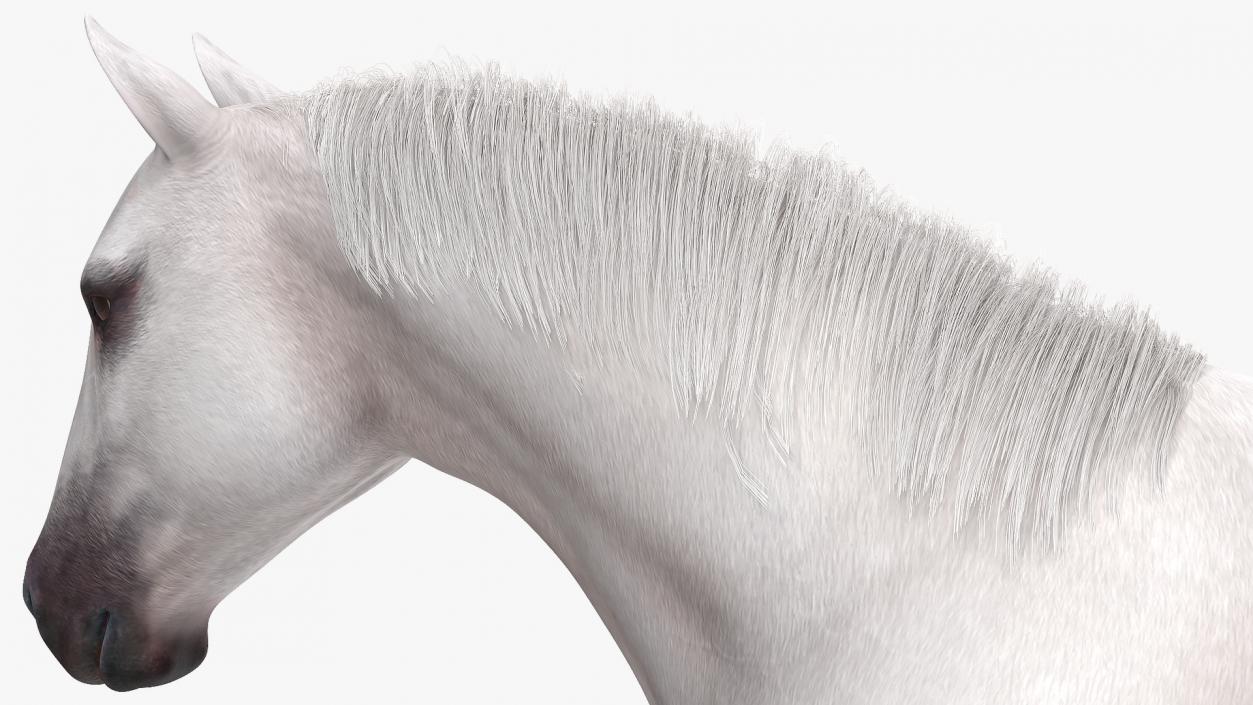 3D model White Horse Gait Fur