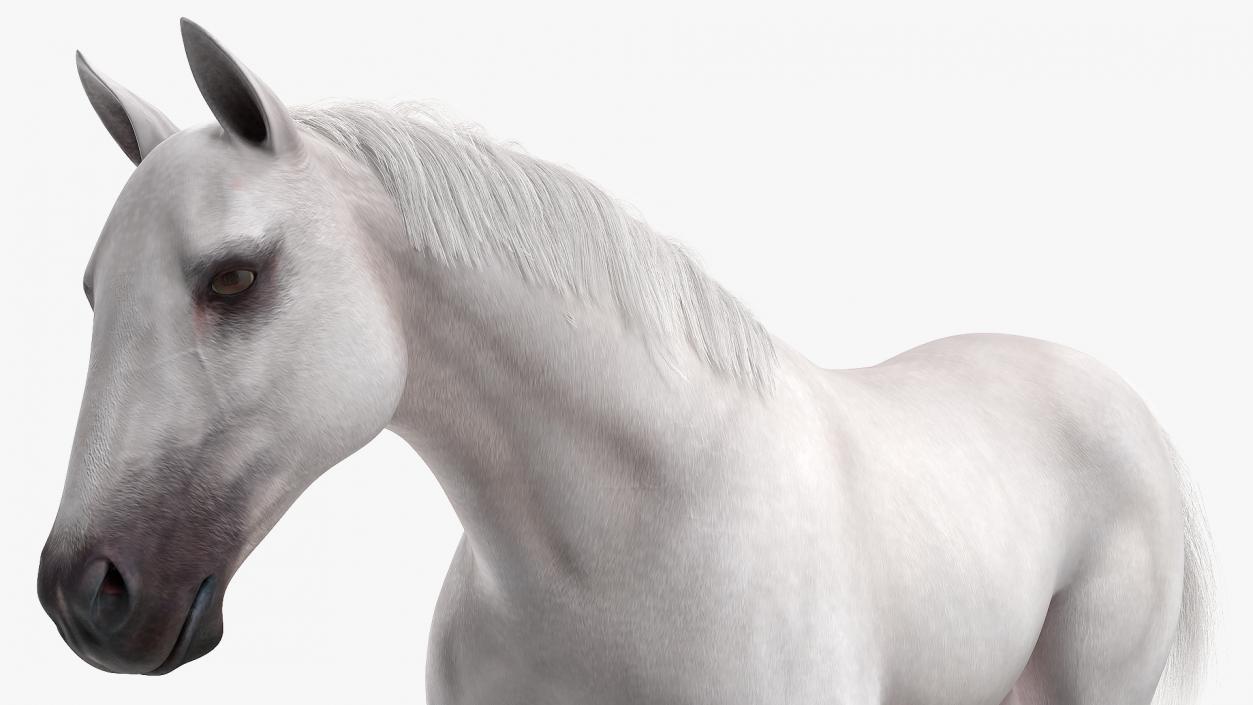 3D model White Horse Gait Fur