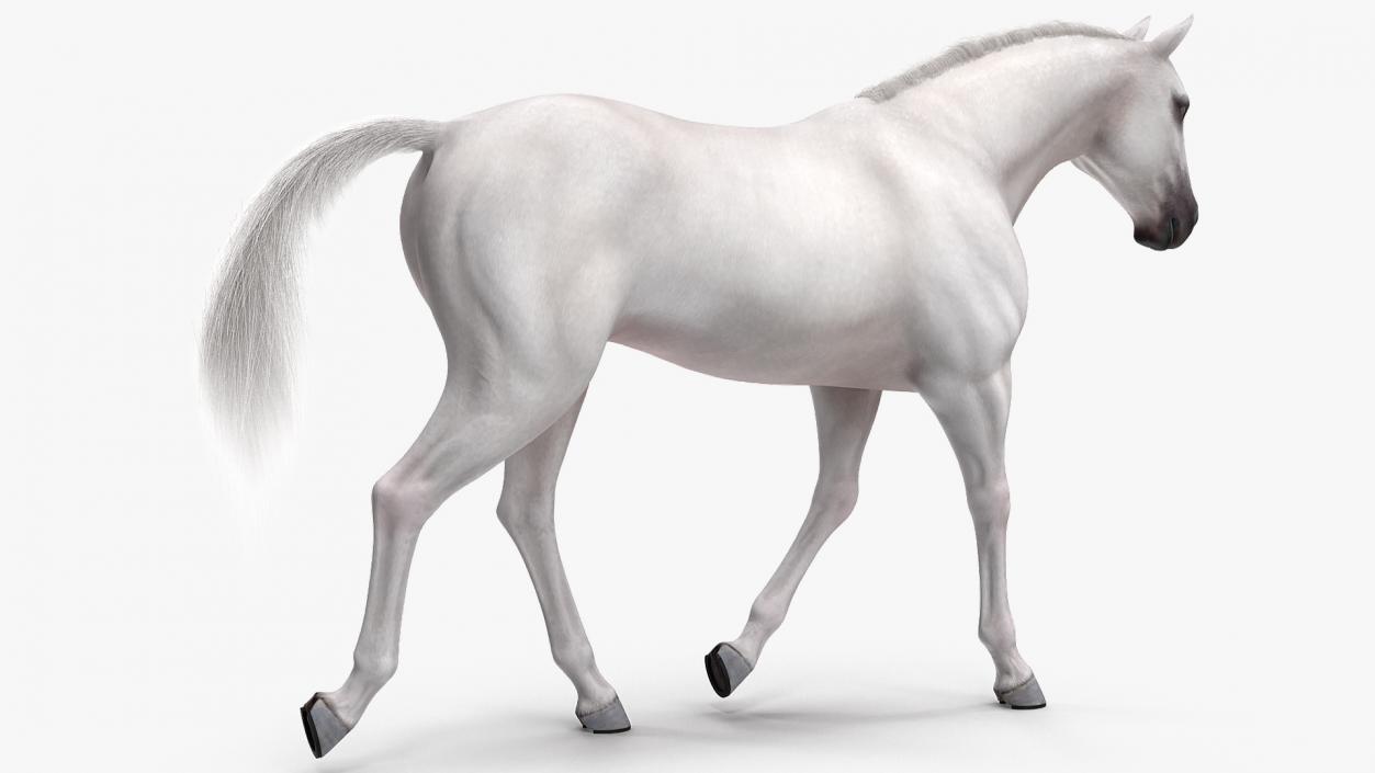 3D model White Horse Gait Fur