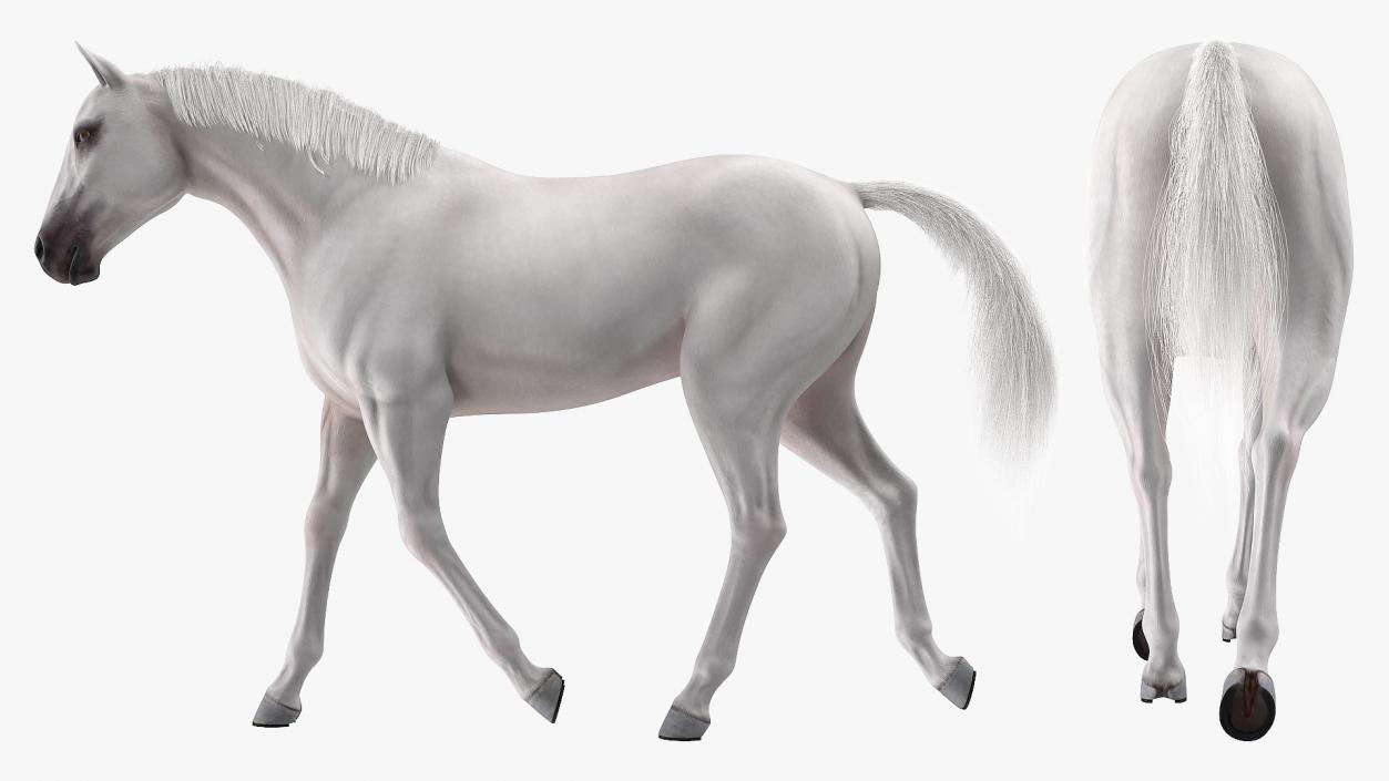 3D model White Horse Gait Fur