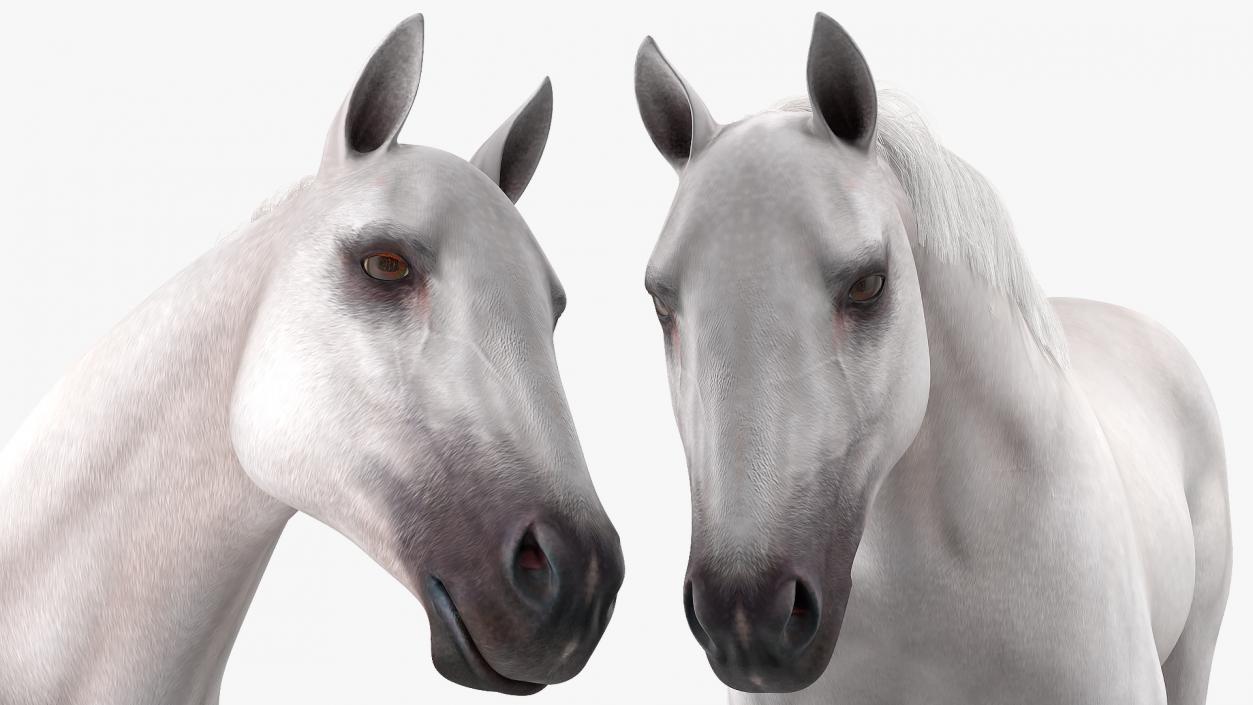 3D model White Horse Gait Fur