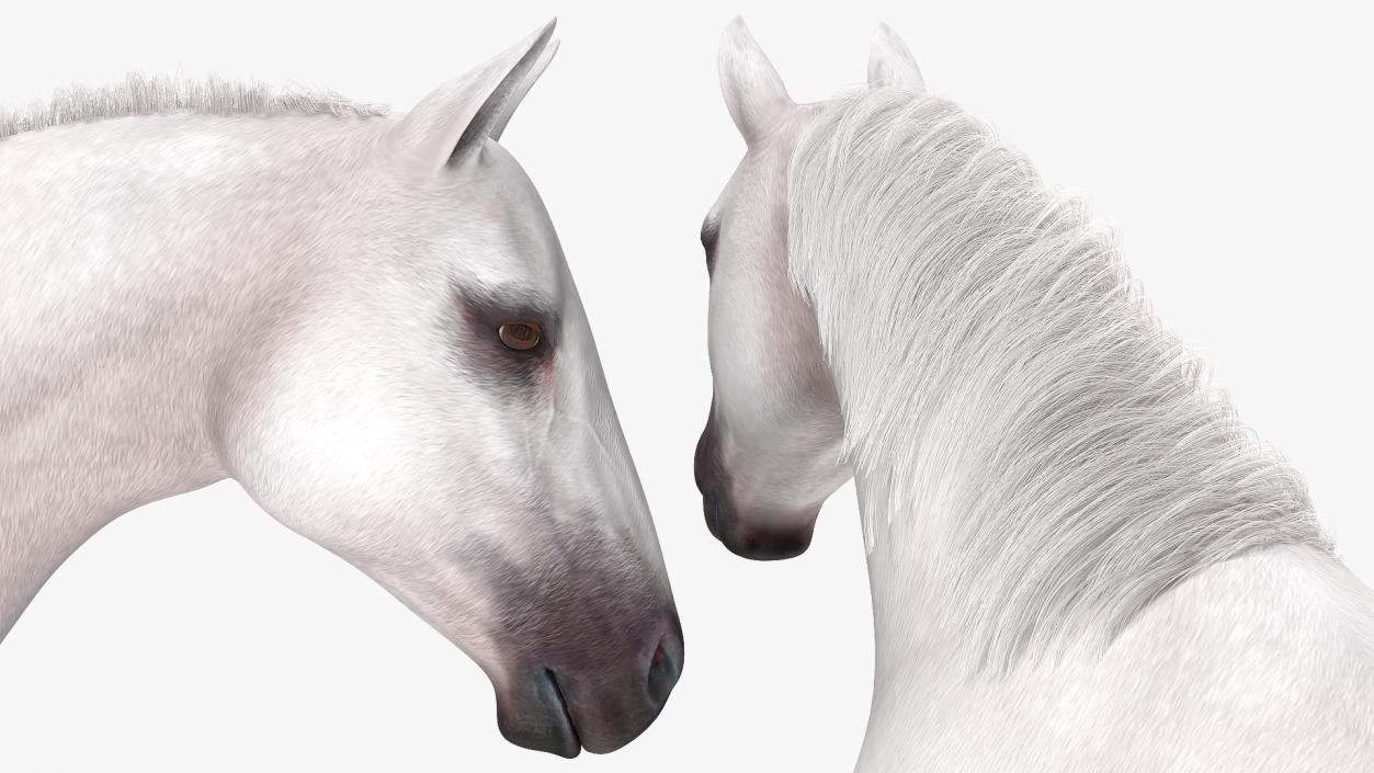 3D model White Horse Gait Fur