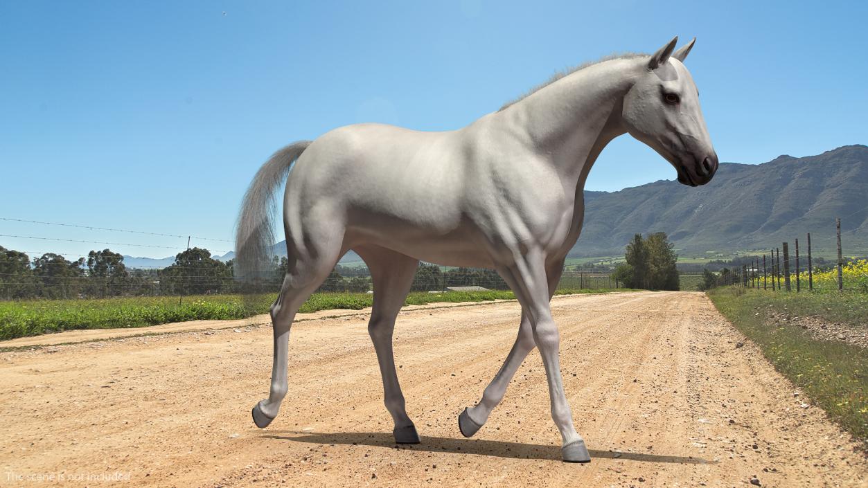 3D model White Horse Gait Fur